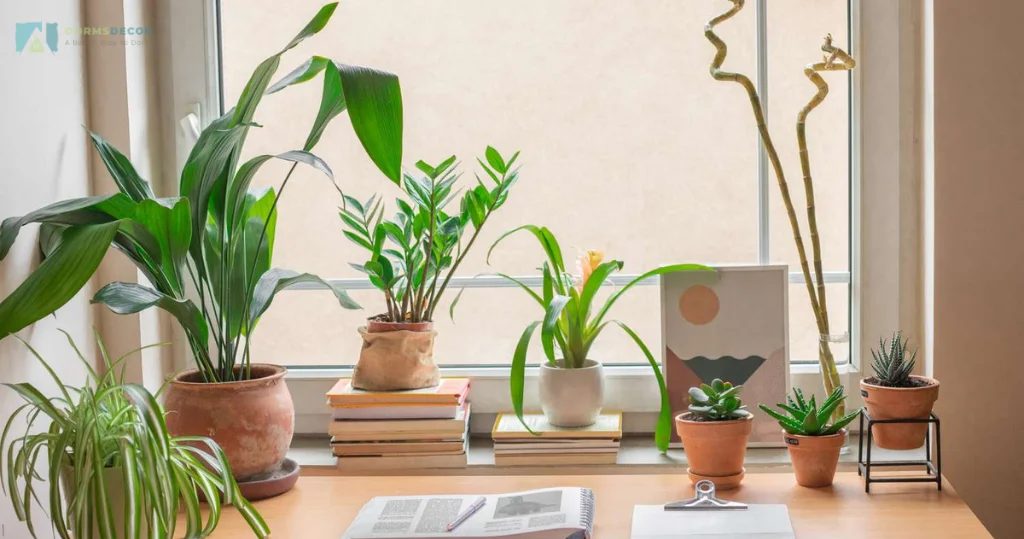 Bringing Life To Your Dorm Room With Indoor Plants