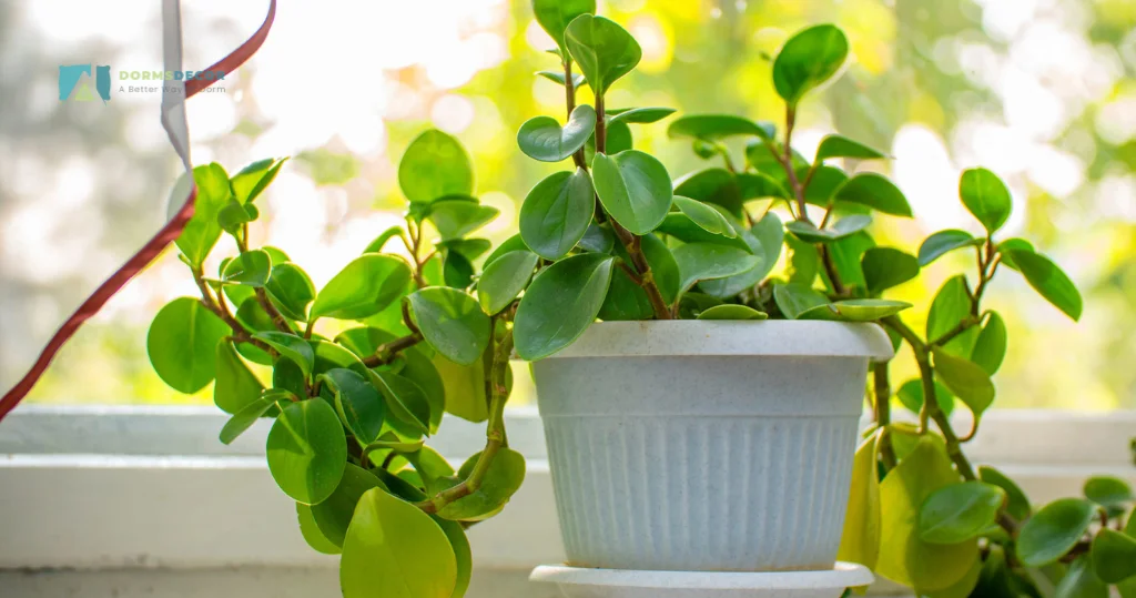 Bringing Life To Your Dorm Room With Indoor Plants