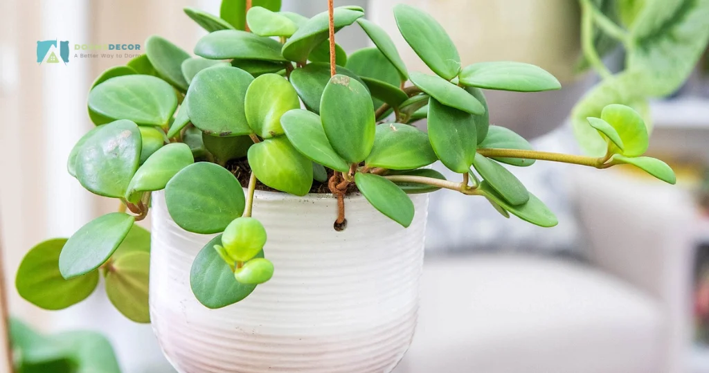 Bringing Life To Your Dorm Room With Indoor Plants